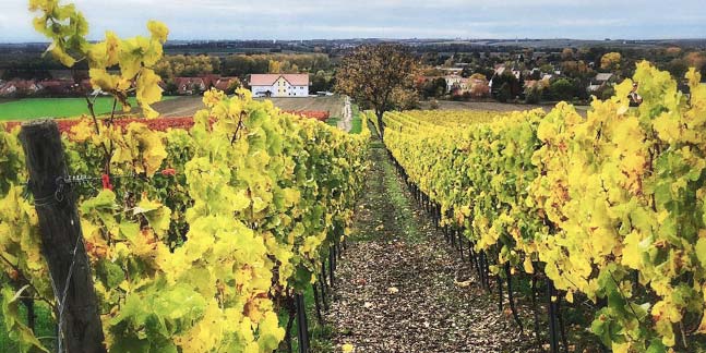 Blick durch die herbstgelben Weinrebenreihen in einer Weinlage bei Köngernheim