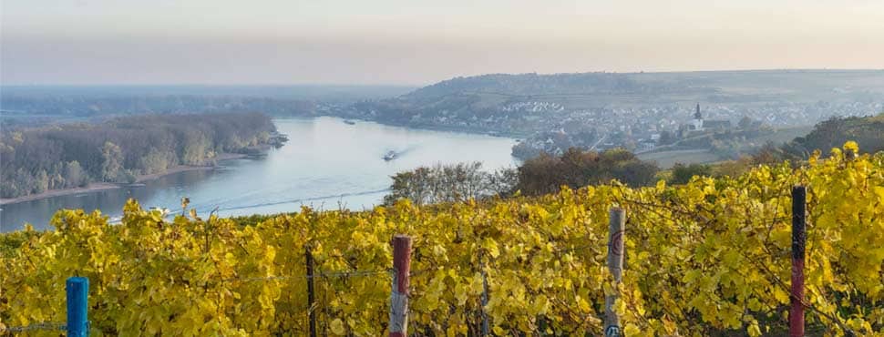 Blick von einem herbstlichen Weinberg mit gelbem Laub bei blassblauem und fast wolkenlosen Nachmittagshimmel über den Rheinbogen auf Nierstein. 