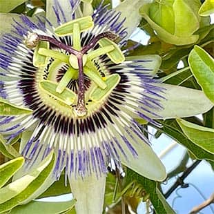 Die Passionsblume hat eine beruhigende, angstlösende und entspannende Wirkung. (Foto: © Yogaplus/Susanne Weisheit)