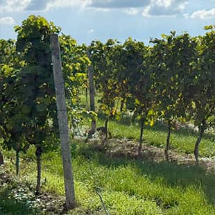 Sonnenbeschienene Weinreben in Reihen auf einem grünen Weinberg in Köngernheim unter blauem Himmel. (Foto: © Yogaplus/Susanne Weisheit)