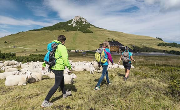 Drei Wanderer mit Rucksäcken durchqueren eine Herde Schafe auf einer sonnigen Almwiese vor einem markanten Berggipfel im Eggental in Südtirol.